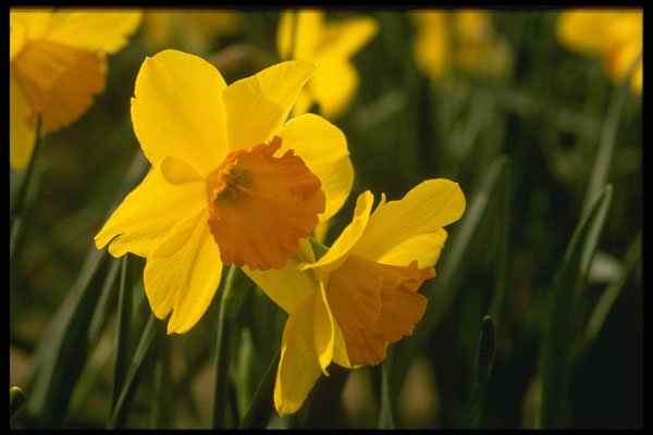 286024 Daffodils A4 Photo Print