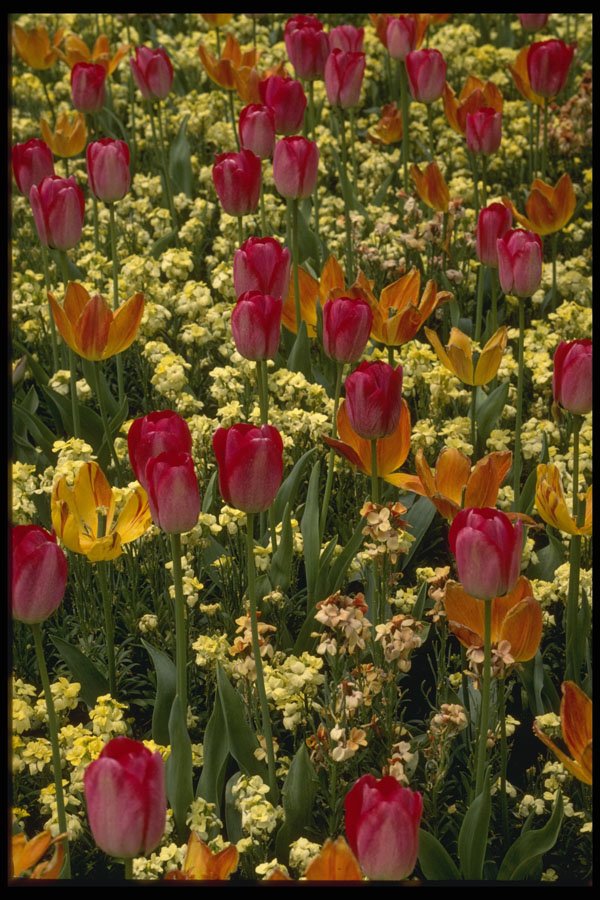286025 Tulips In Millbrook Park A4 Photo Print