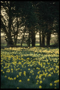 286026 Daffodil Field A4 Photo Print