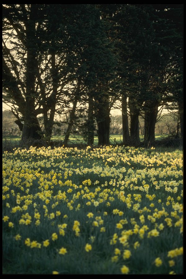 286026 Daffodil Field A4 Photo Print
