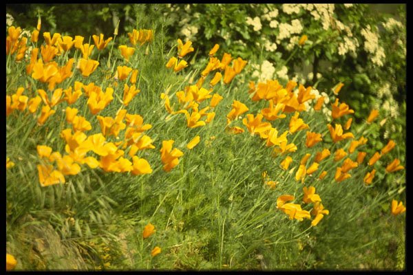 286027 Wild Poppies In Country Lane A4 Photo Print