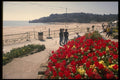 286028 Flower Beds At St. Brelade A4 Photo Print