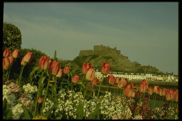 286031 Tulip Flowered At Gorey A4 Photo Print