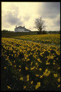 286032 Daffodil Field A4 Photo Print