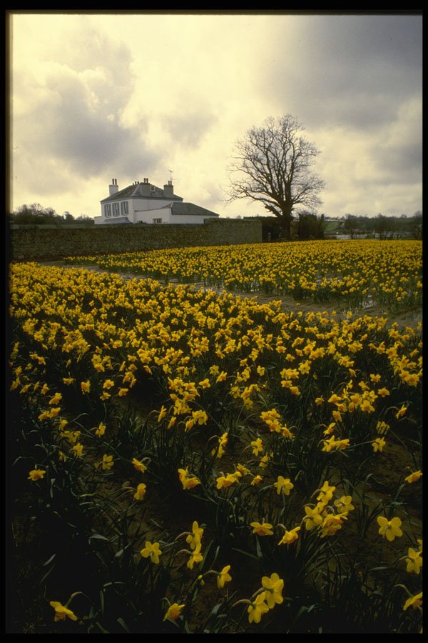 286032 Daffodil Field A4 Photo Print