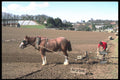286058 Farm Scene, Jersey Potato Picking A4 Photo Print