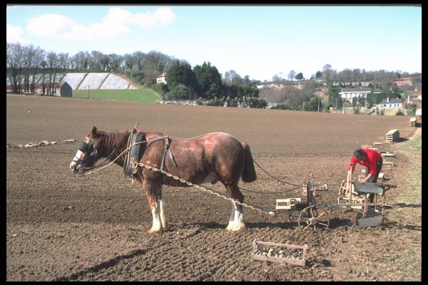 286058 Farm Scene, Jersey Potato Picking A4 Photo Print