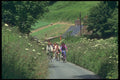 286094 Country Lanes, Bike Riding A4 Photo Print