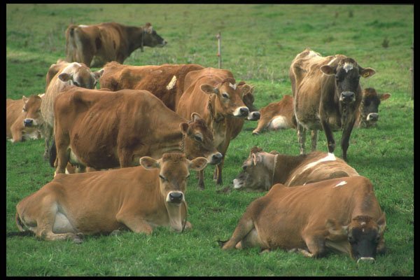 286097 Jersey Cows A4 Photo Print