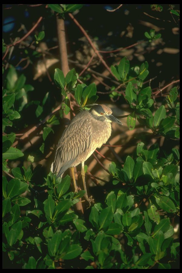 289000 Yellow crowned Night Heron A4 Photo Print
