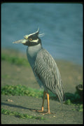 289001 Yellow crowned Night Heron A4 Photo Print