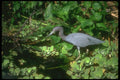 289002 Little Blue Heron A4 Photo Print