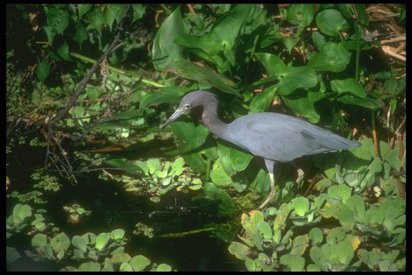 289002 Little Blue Heron A4 Photo Print