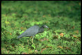 289003 Little Blue Heron With Crayfish A4 Photo Print