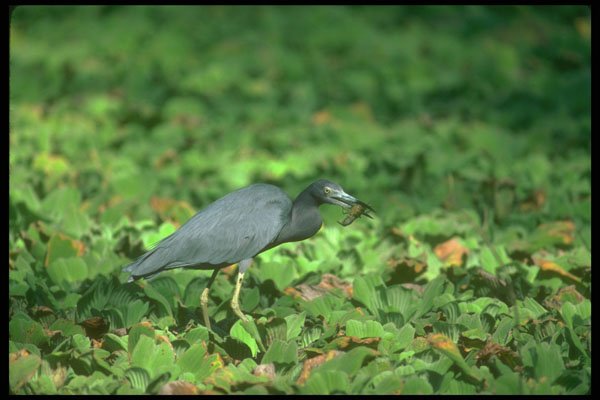 289003 Little Blue Heron With Crayfish A4 Photo Print