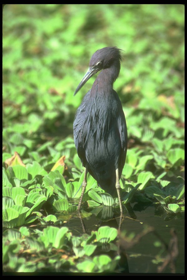 289004 Little Blue Heron A4 Photo Print