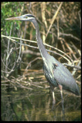 289005 Great Blue Heron A4 Photo Print