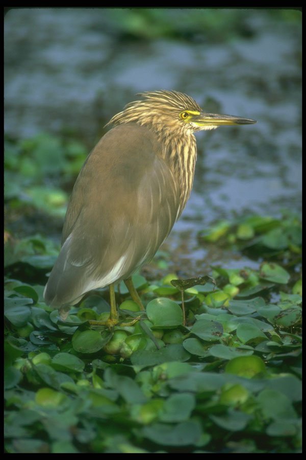 289006 Pond Heron (Paddy Bird) A4 Photo Print