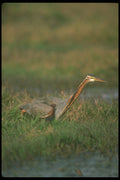 289007 Purple Heron A4 Photo Print