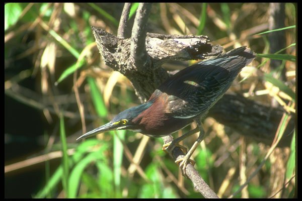 289008 Green Heron A4 Photo Print
