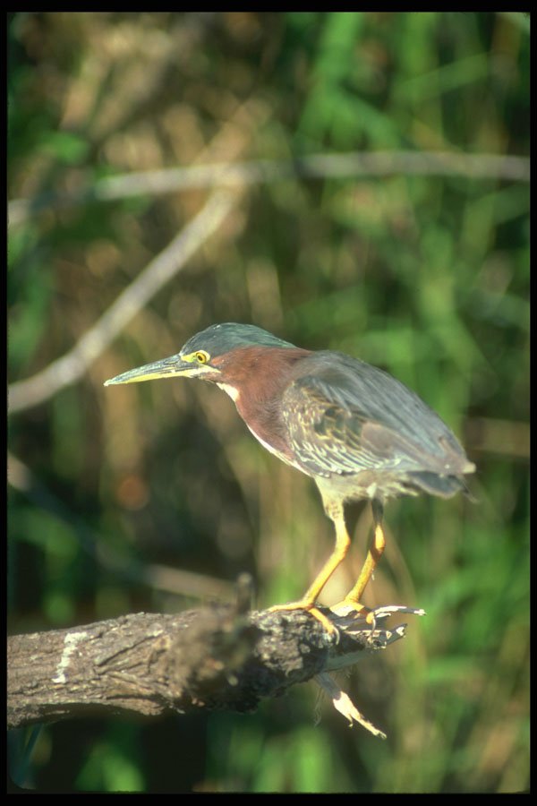 289009 Green Heron A4 Photo Print