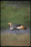 289010 Crowned Crane A4 Photo Print