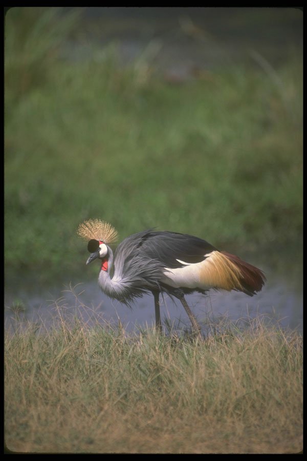 289010 Crowned Crane A4 Photo Print