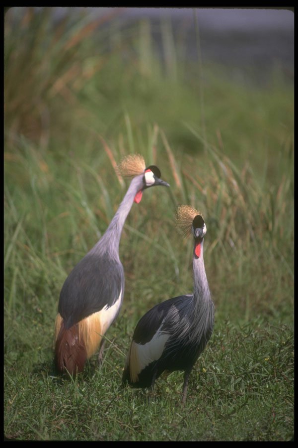 289011 Crowned Cranes A4 Photo Print