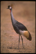 289012 Crowned Crane A4 Photo Print