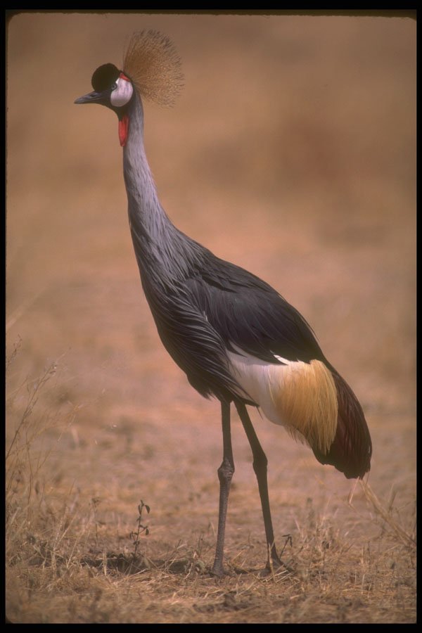 289012 Crowned Crane A4 Photo Print