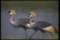 289013 Crowned Cranes A4 Photo Print