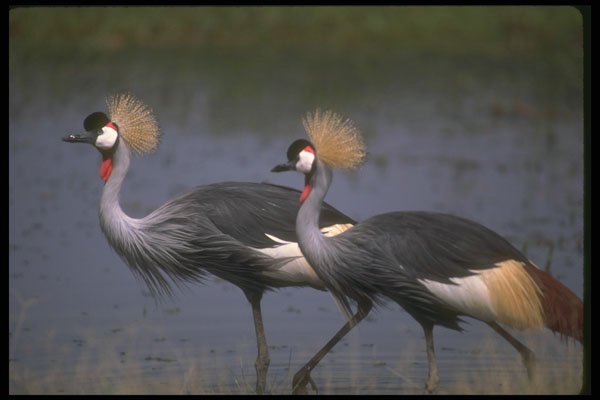 289013 Crowned Cranes A4 Photo Print
