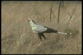 289014 Secretary Bird A4 Photo Print