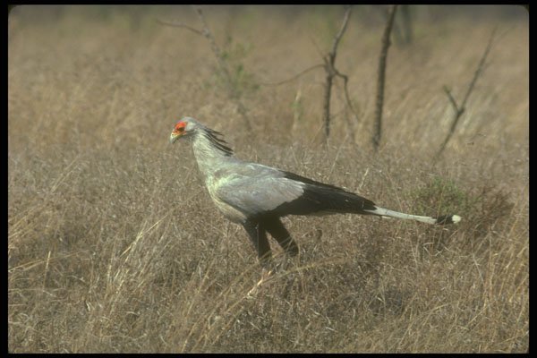 289014 Secretary Bird A4 Photo Print