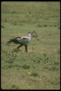 289015 Secretary Bird, Carrying Stone A4 Photo Print