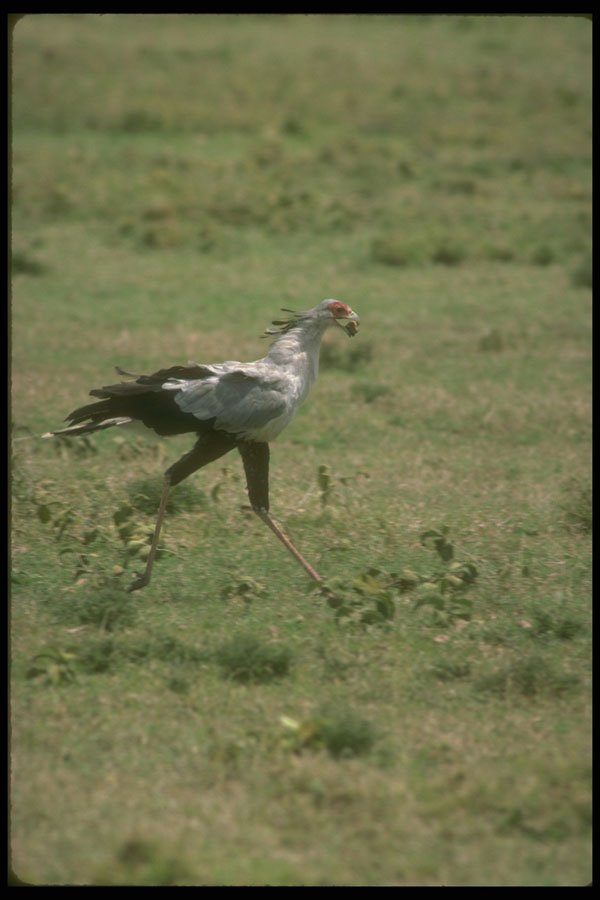 289015 Secretary Bird, Carrying Stone A4 Photo Print
