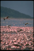 289016 African Flamingos A4 Photo Print