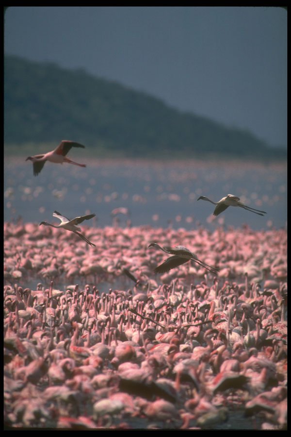 289016 African Flamingos A4 Photo Print