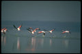 289017 African Flamingos, Taking Off A4 Photo Print