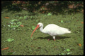 289018 White Ibis A4 Photo Print