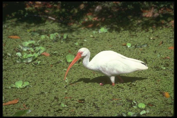289018 White Ibis A4 Photo Print