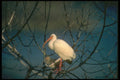 289019 White Ibis A4 Photo Print