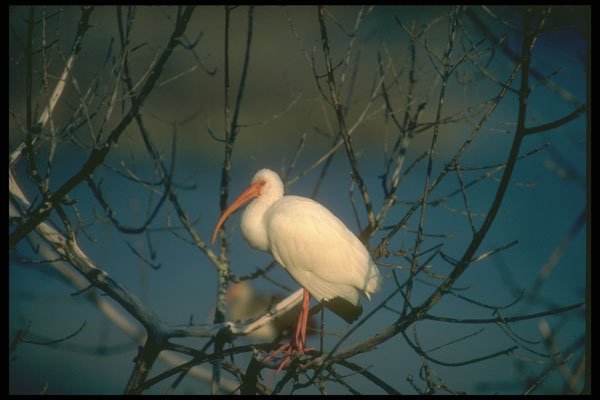 289019 White Ibis A4 Photo Print