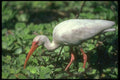 289020 White Ibis A4 Photo Print