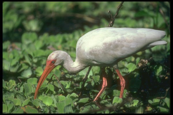 289020 White Ibis A4 Photo Print