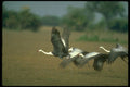 289021 Wattled Cranes, Taking Off A4 Photo Print