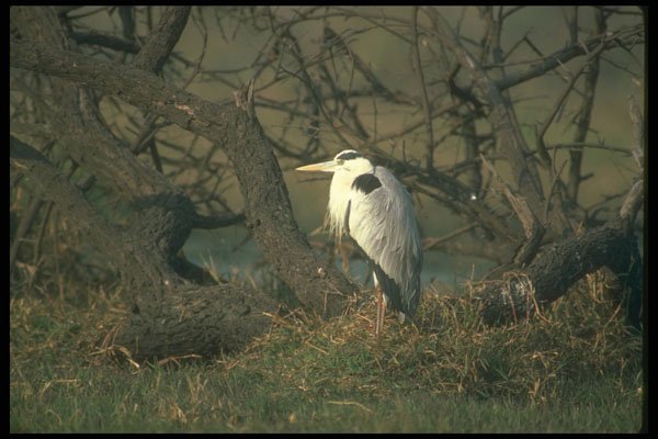 289022 Grey Heron A4 Photo Print