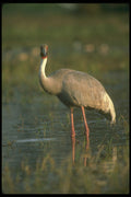 289023 Sarus Crane A4 Photo Print