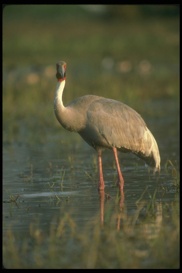 289023 Sarus Crane A4 Photo Print
