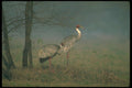 289024 Sarus Cranes, In Fog A4 Photo Print